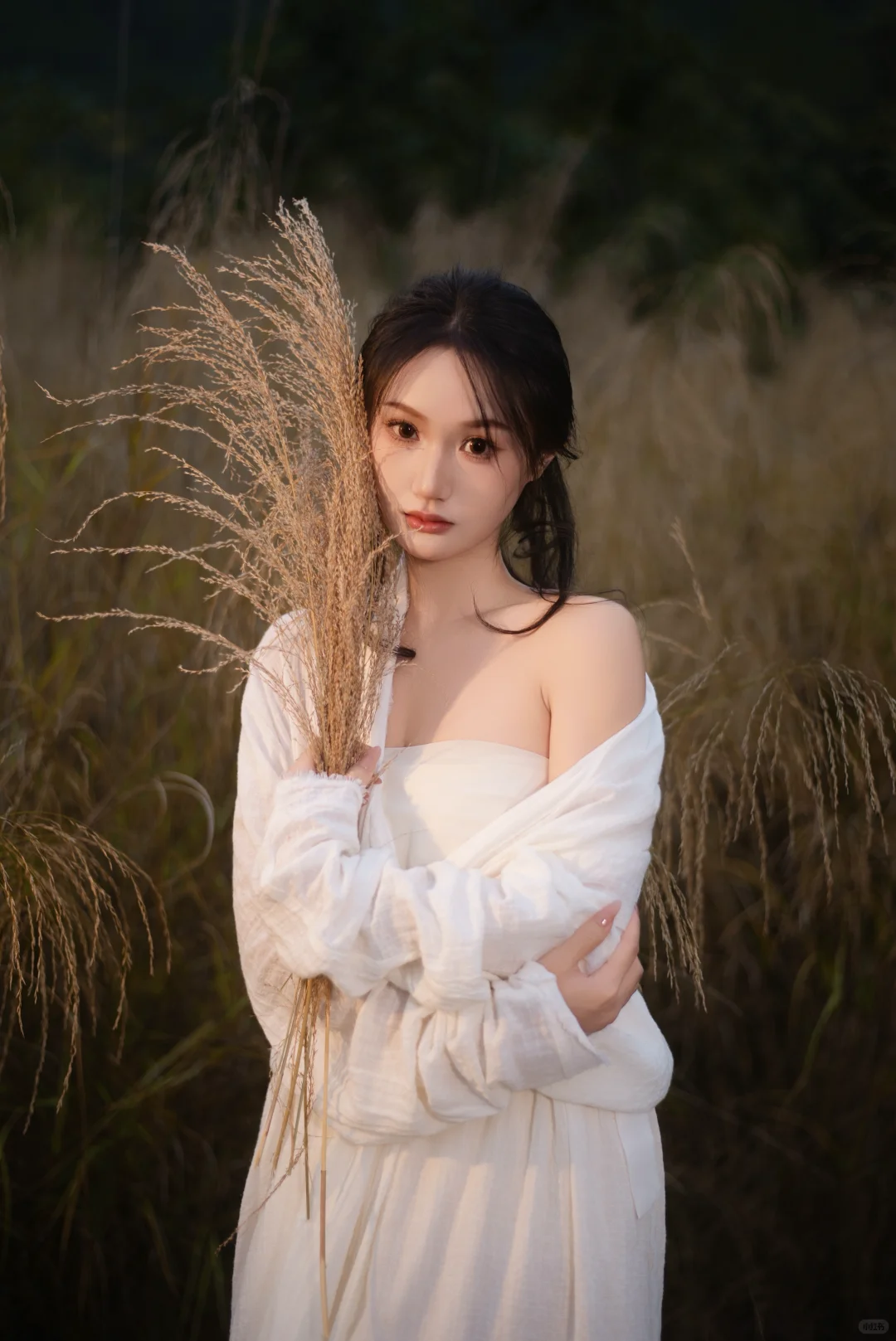 赣州芦苇彻底黄啦