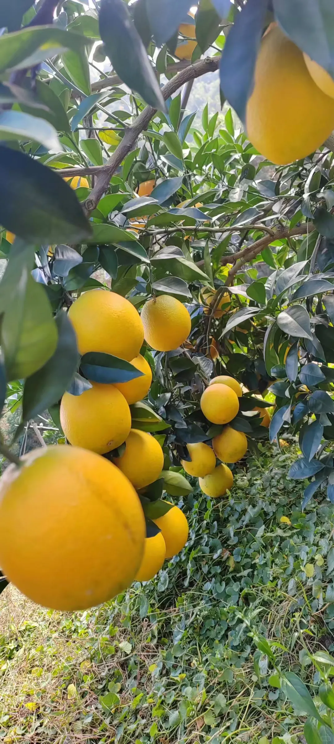 橙子到最好吃的时候啦～