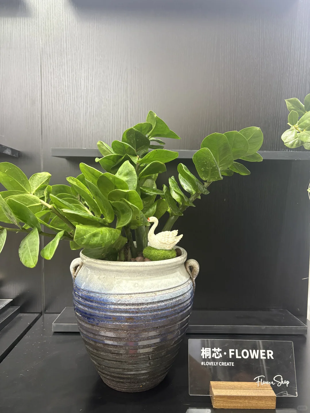 抚州花店、桌摆小绿植、抚州花店、绿植