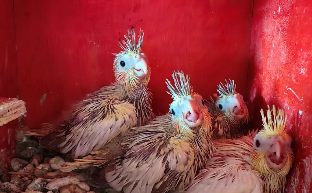 抚州市区出黄化牡丹鹦鹉