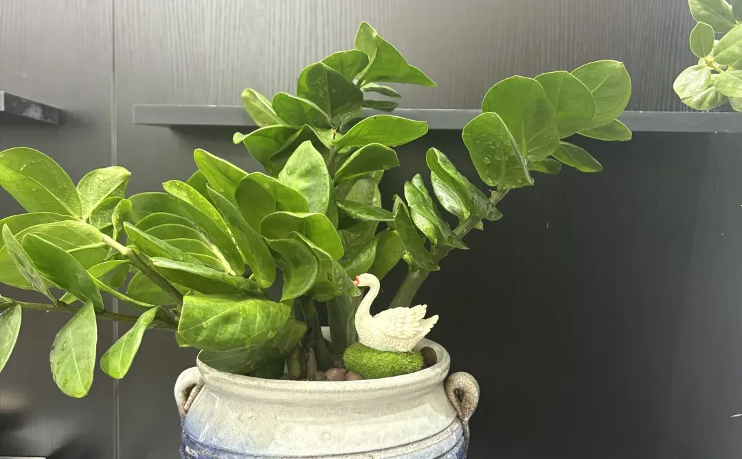 抚州花店、桌摆小绿植、抚州花店、绿植