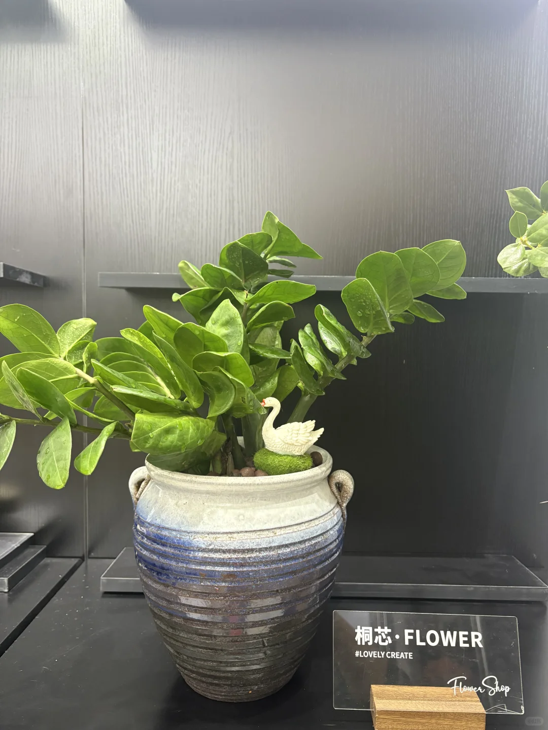 抚州花店、桌摆小绿植、抚州花店、绿植