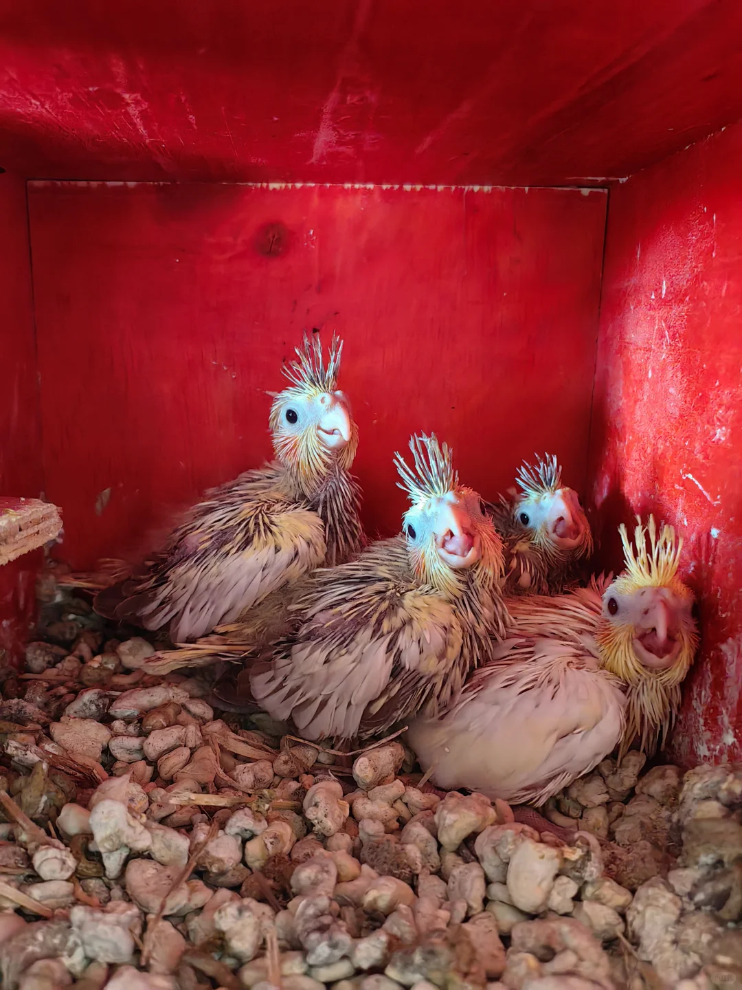 抚州市区出黄化牡丹鹦鹉