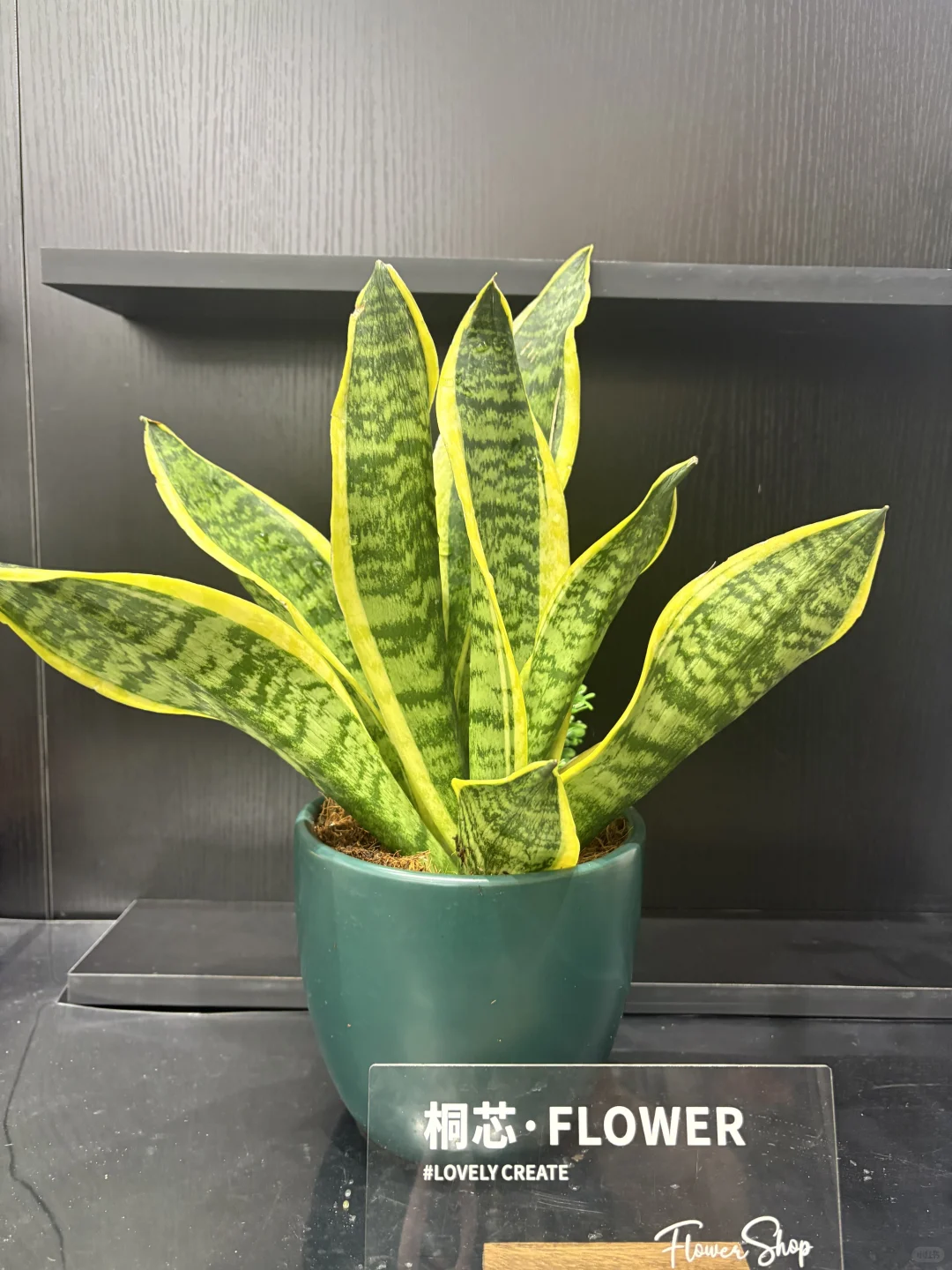 抚州花店、桌摆小绿植、抚州花店、绿植