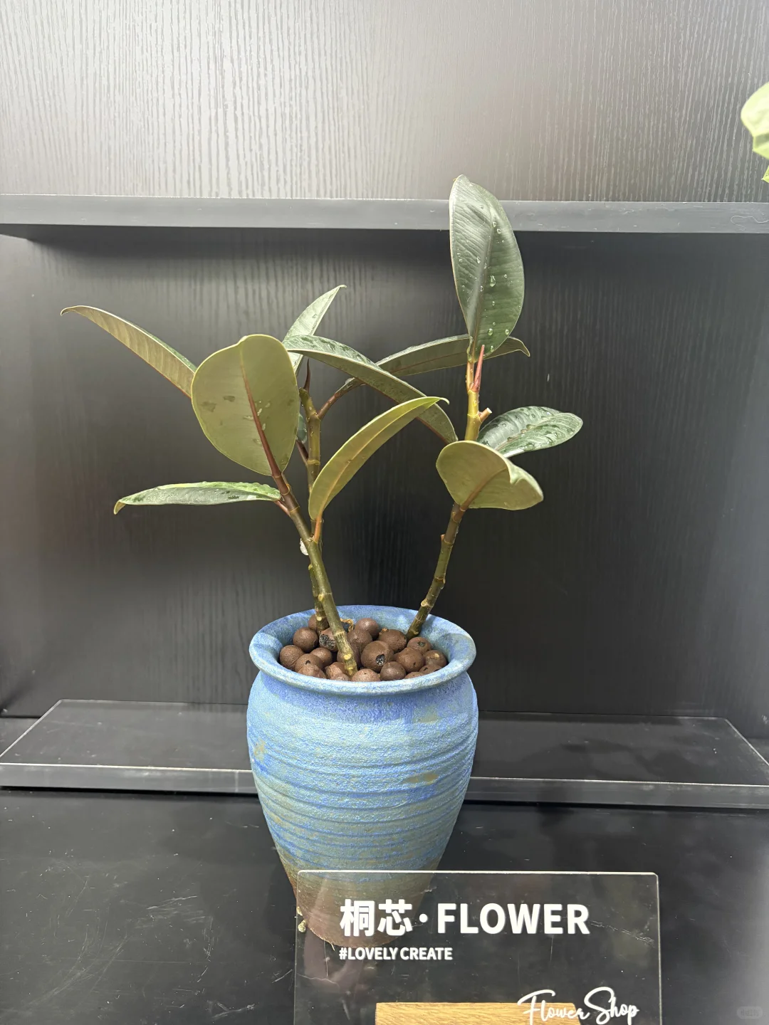 抚州花店、桌摆小绿植、抚州花店、绿植