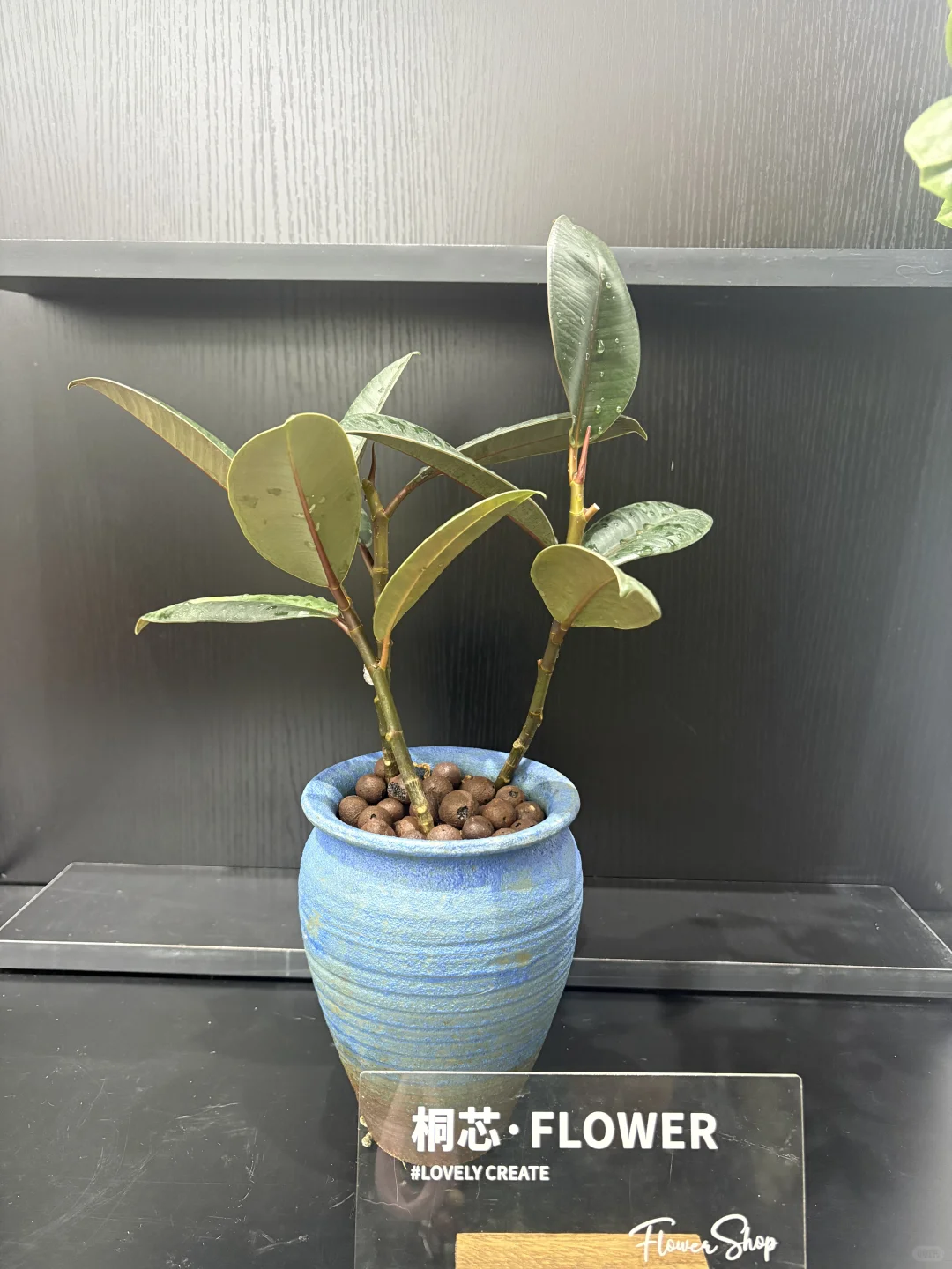 抚州花店、桌摆小绿植、抚州花店、绿植