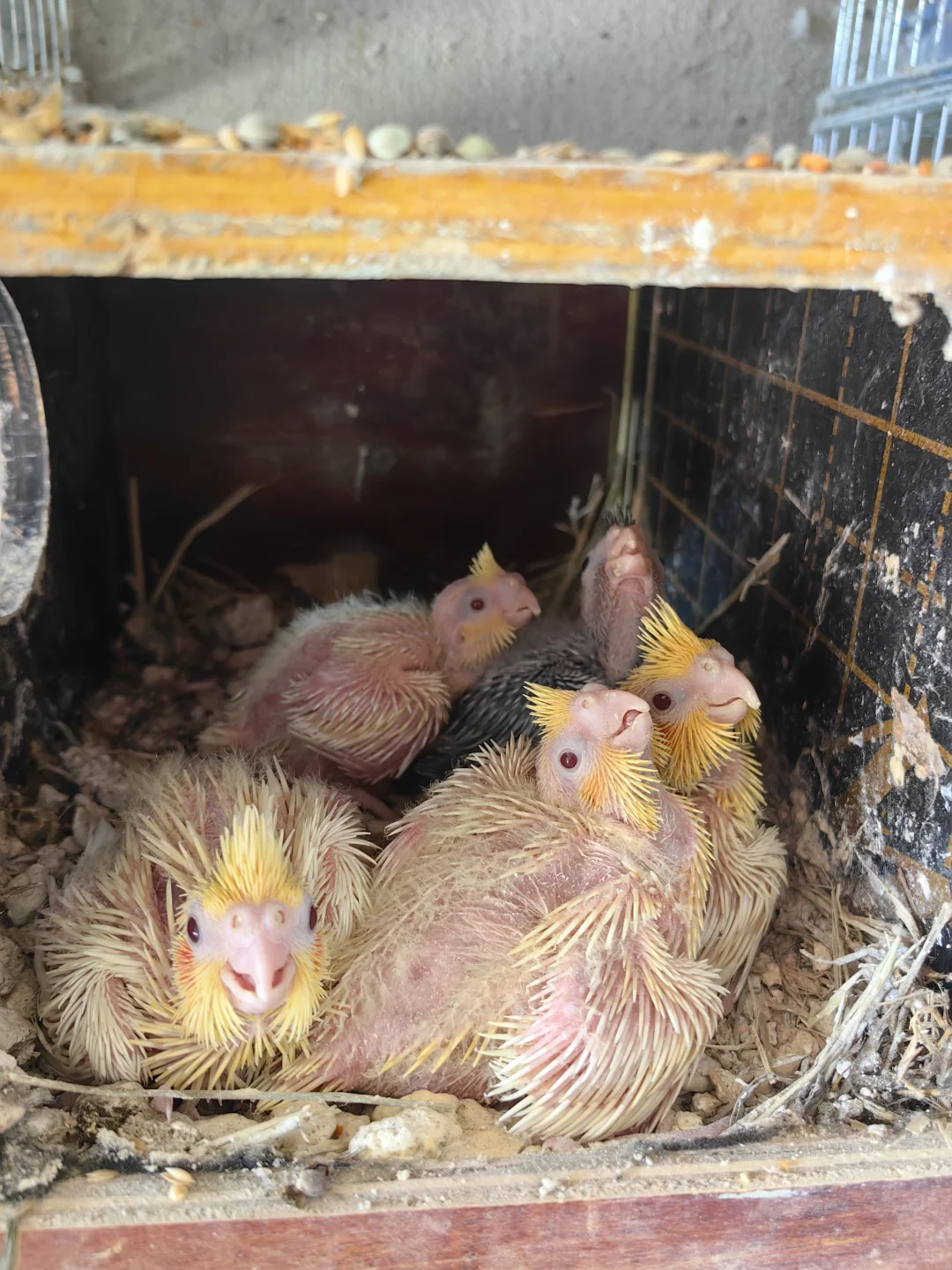 抚州市区出黄化牡丹鹦鹉