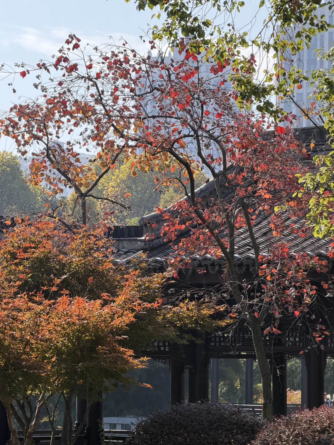 赣州——中央公园的秋是五彩斑斓🍁