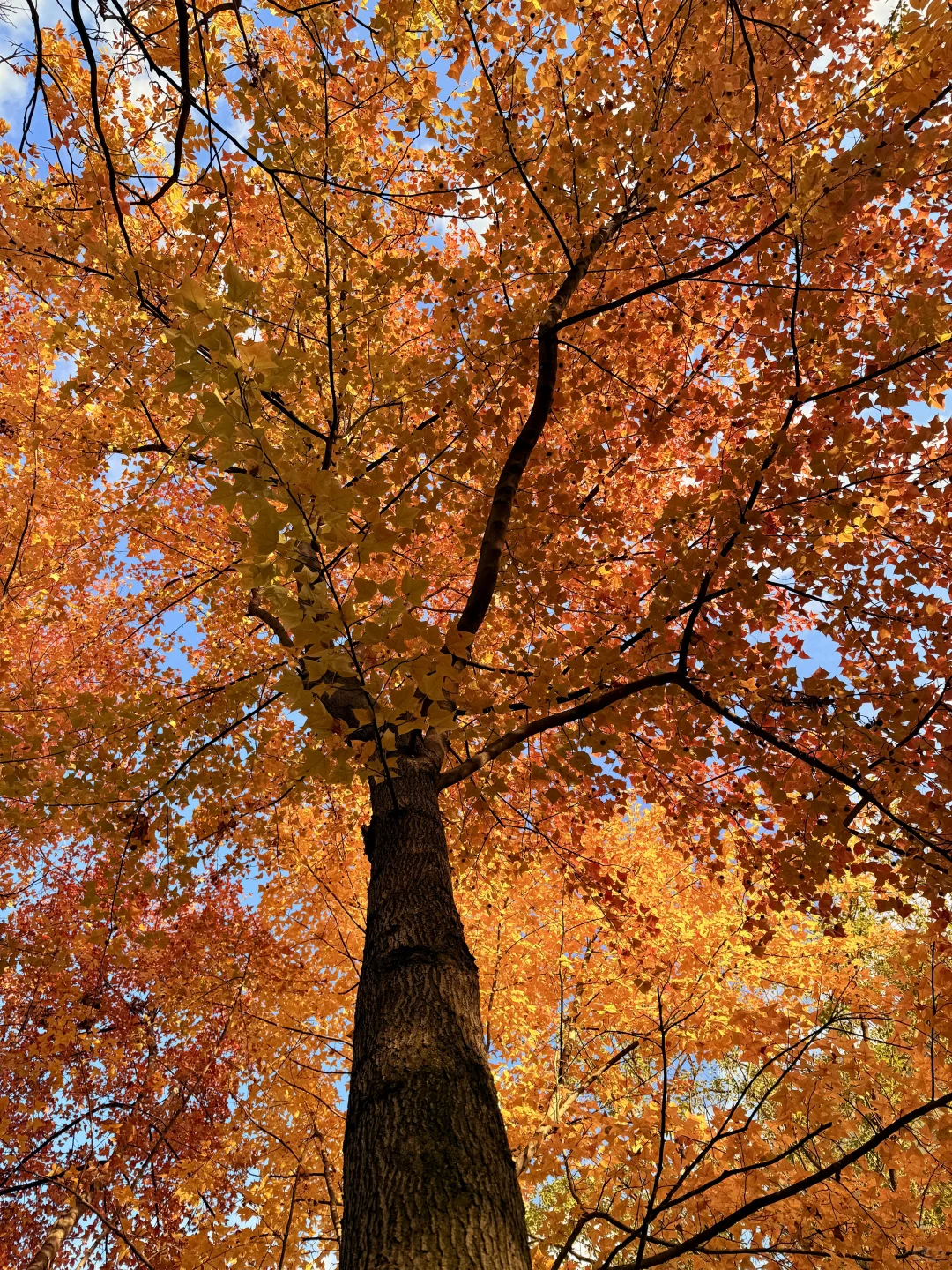 🍂我该怎么告诉你 这个地方在哪里