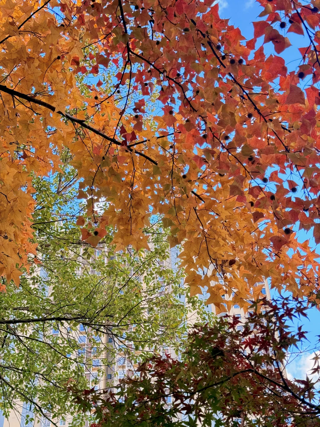 🍂我该怎么告诉你 这个地方在哪里