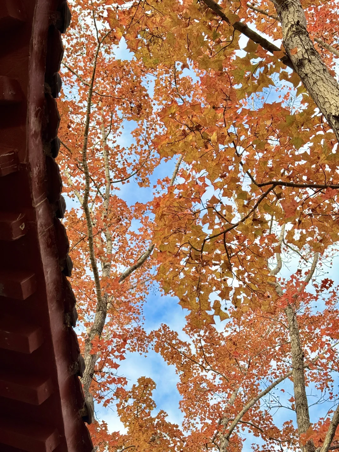 赣州文旅你不宣传糊涂呀！！赣州秋天美疯了🍂