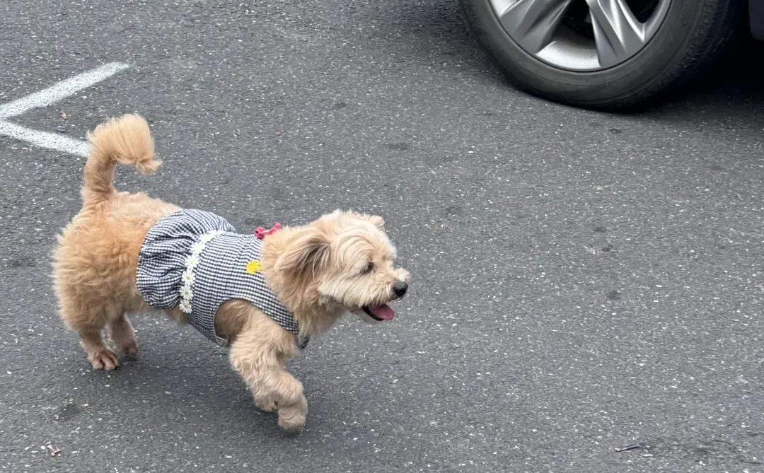 坐标南昌 牛马的一天