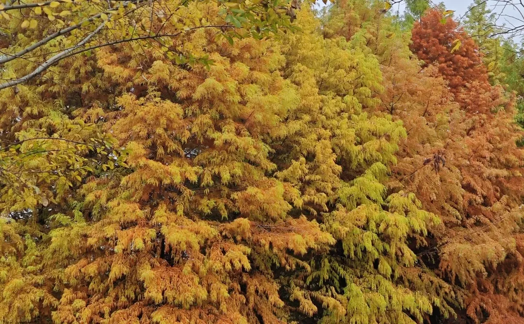 在赣州，拼凑秋天的颜色🍂🍁