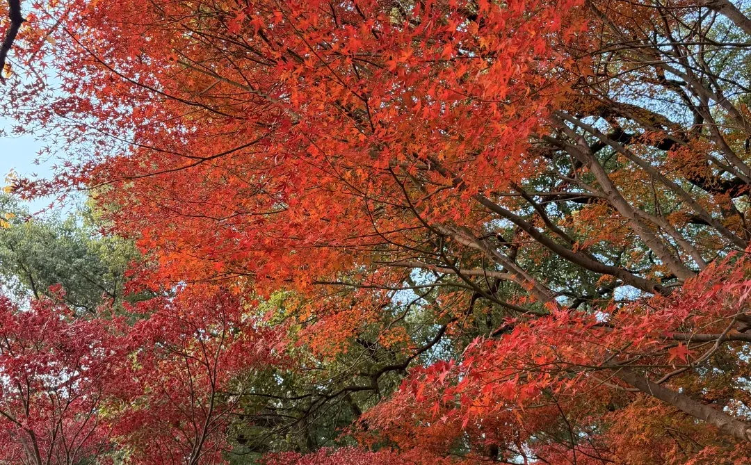 12.8南昌人民公园红枫🍁美疯了！！！！！