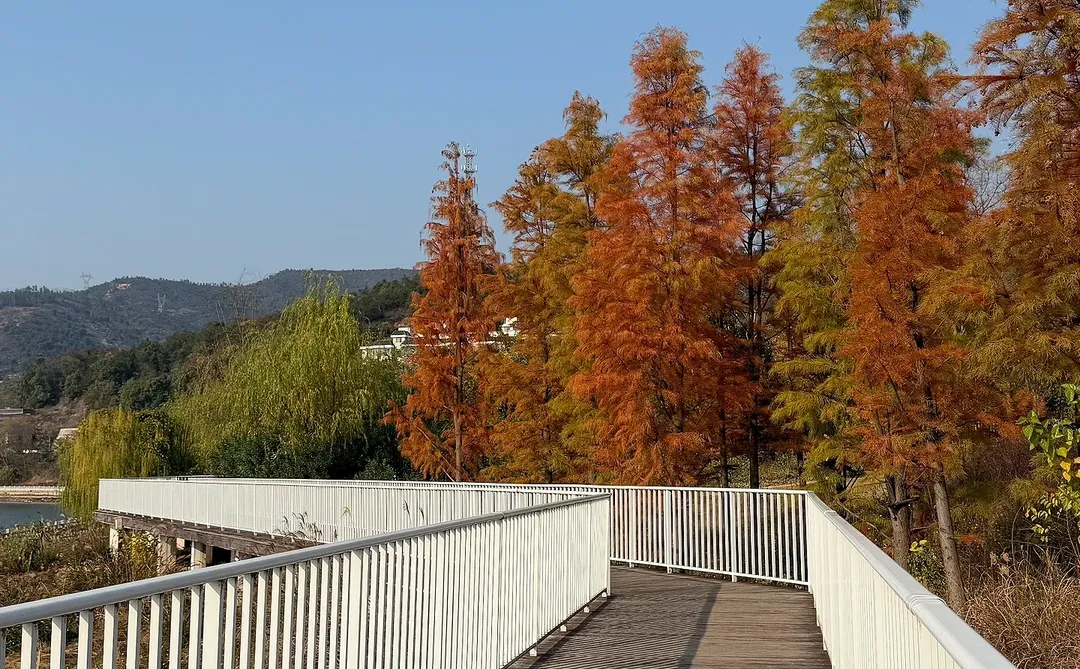 发光的湖面像星星✨