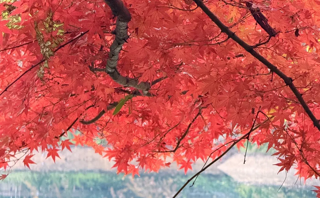 赣州文旅你不宣传糊涂呀！！赣州秋天美疯了🍂