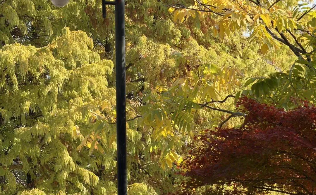 赣州——中央公园的秋是五彩斑斓🍁