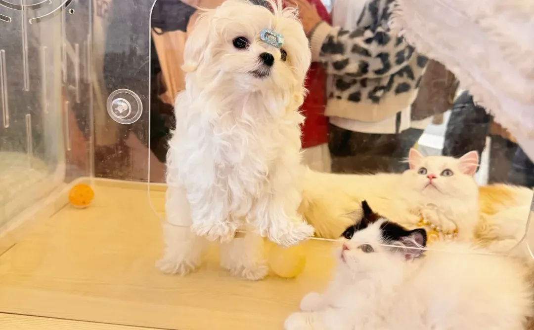 有人偶遇到我们吗