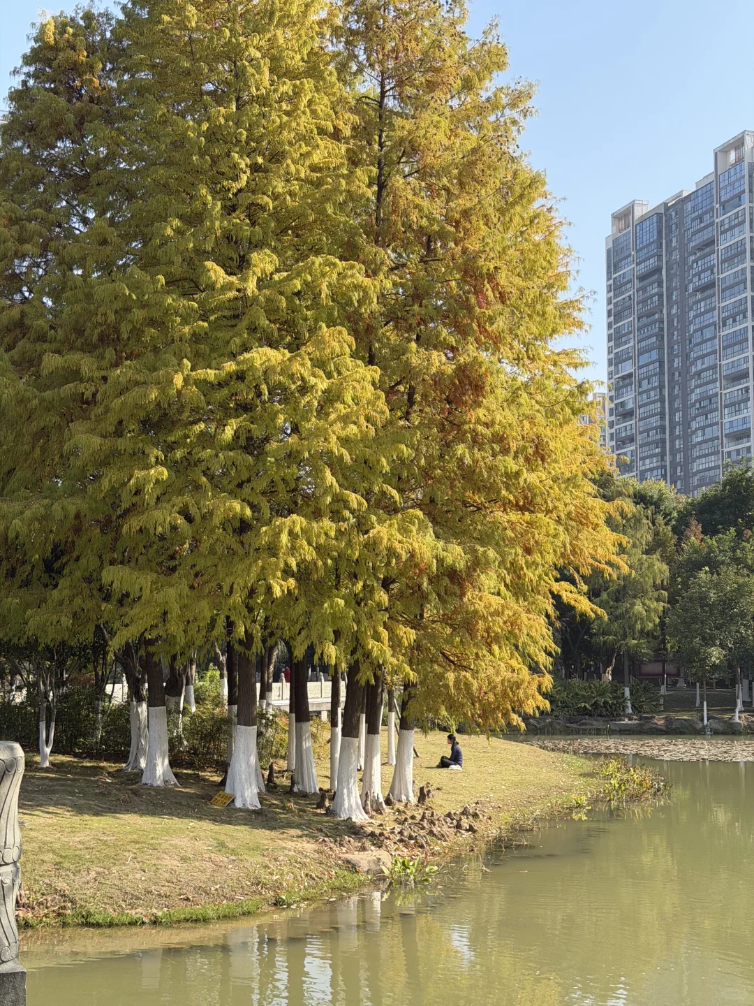赣州——中央公园的秋是五彩斑斓🍁