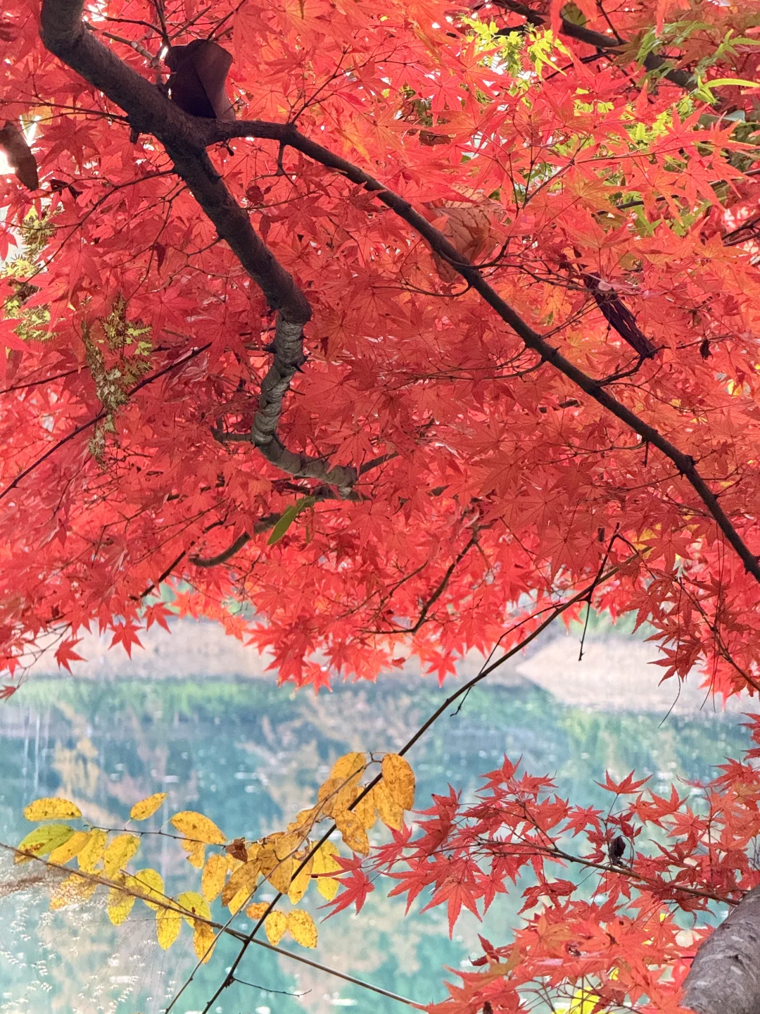 赣州文旅你不宣传糊涂呀！！赣州秋天美疯了🍂