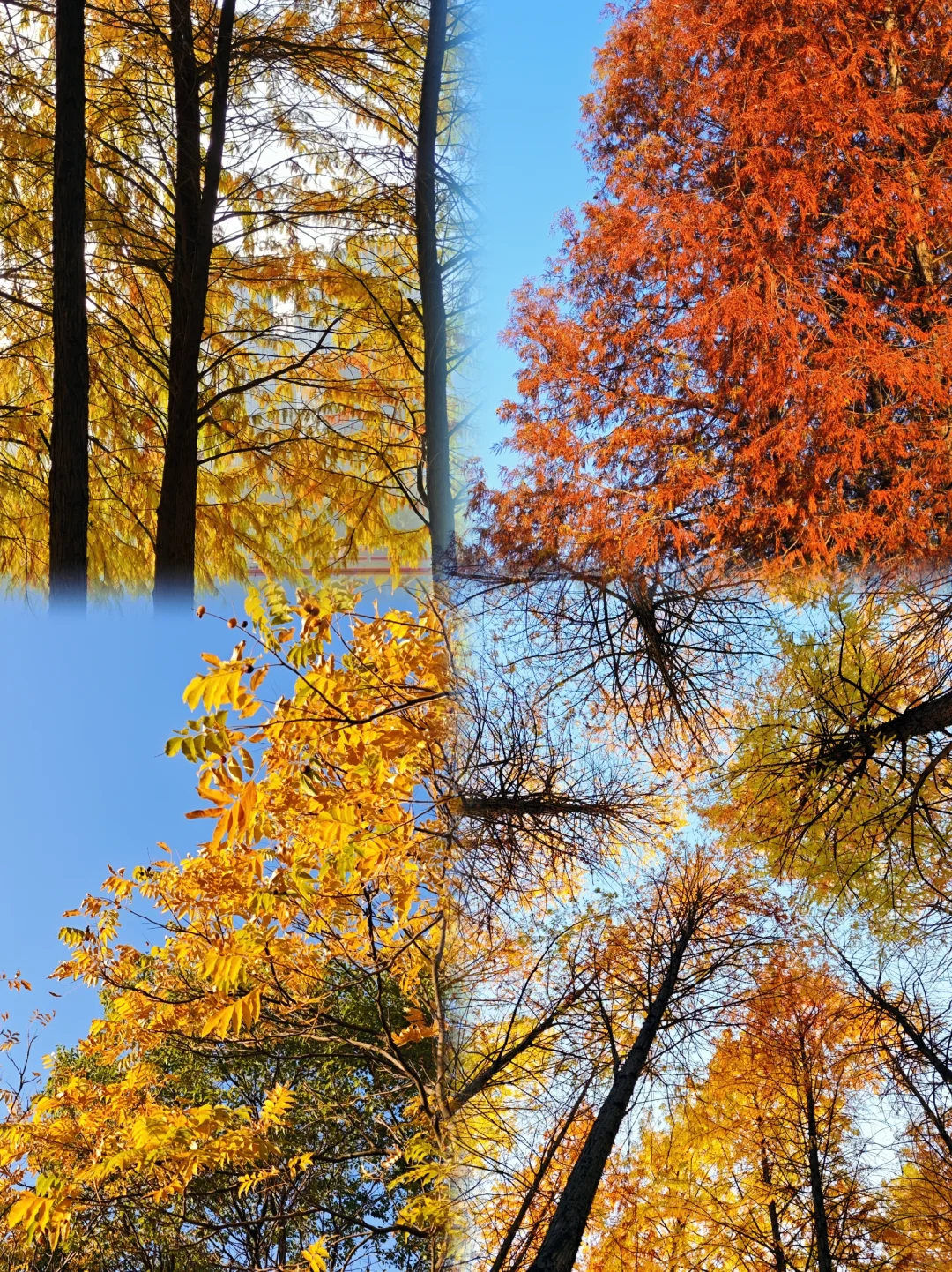 在赣州，拼凑秋天的颜色🍂🍁