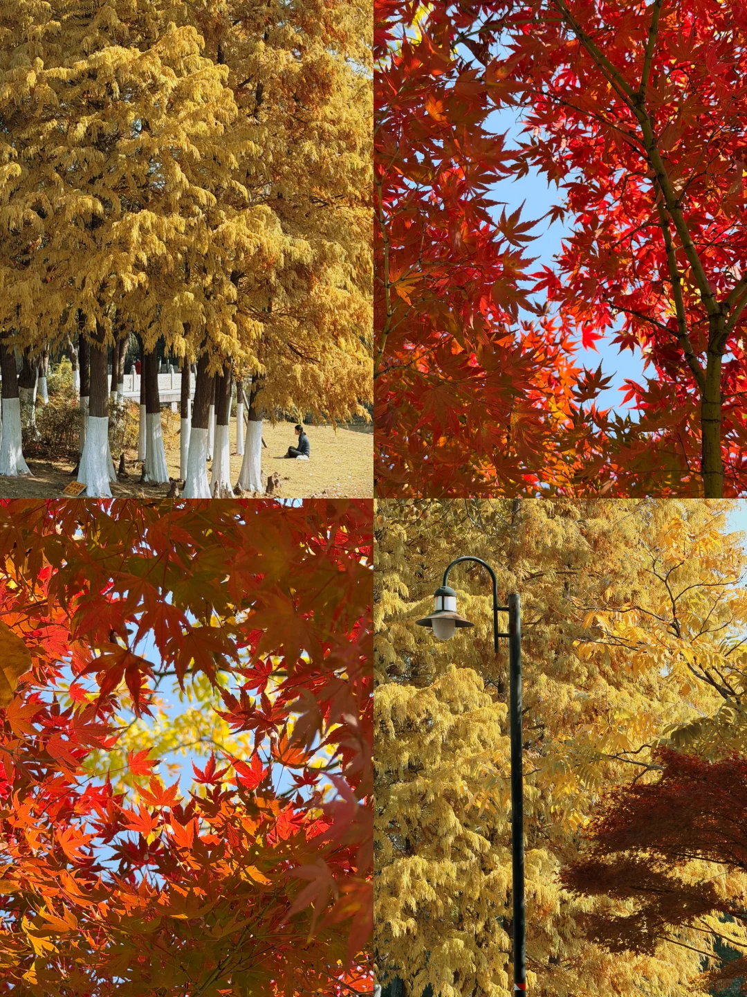 赣州——中央公园的秋是五彩斑斓🍁