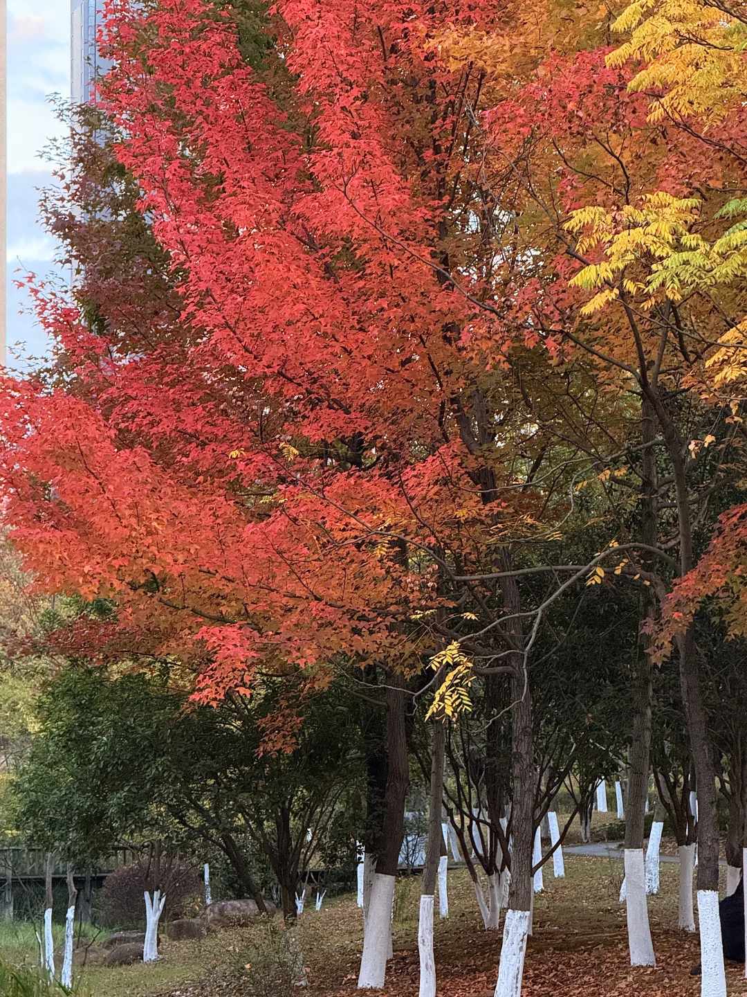 🍂我该怎么告诉你 这个地方在哪里