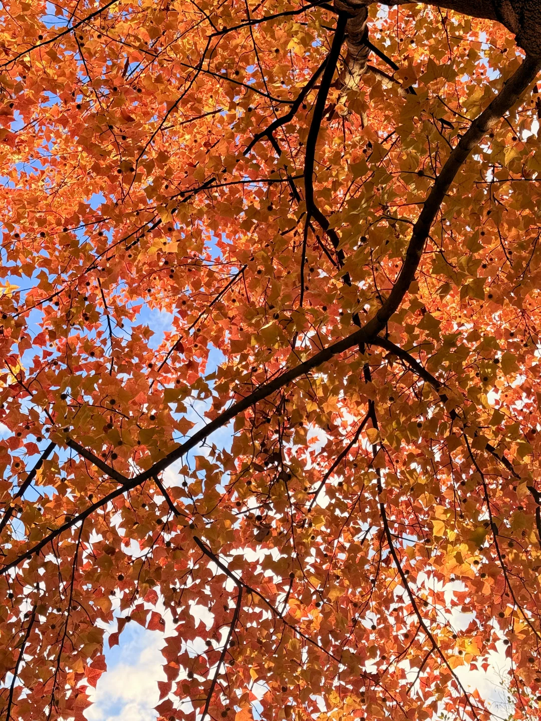 🍂我该怎么告诉你 这个地方在哪里