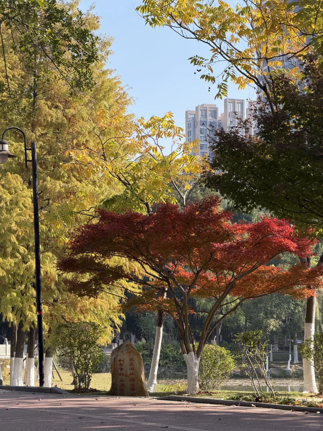 赣州——中央公园的秋是五彩斑斓🍁