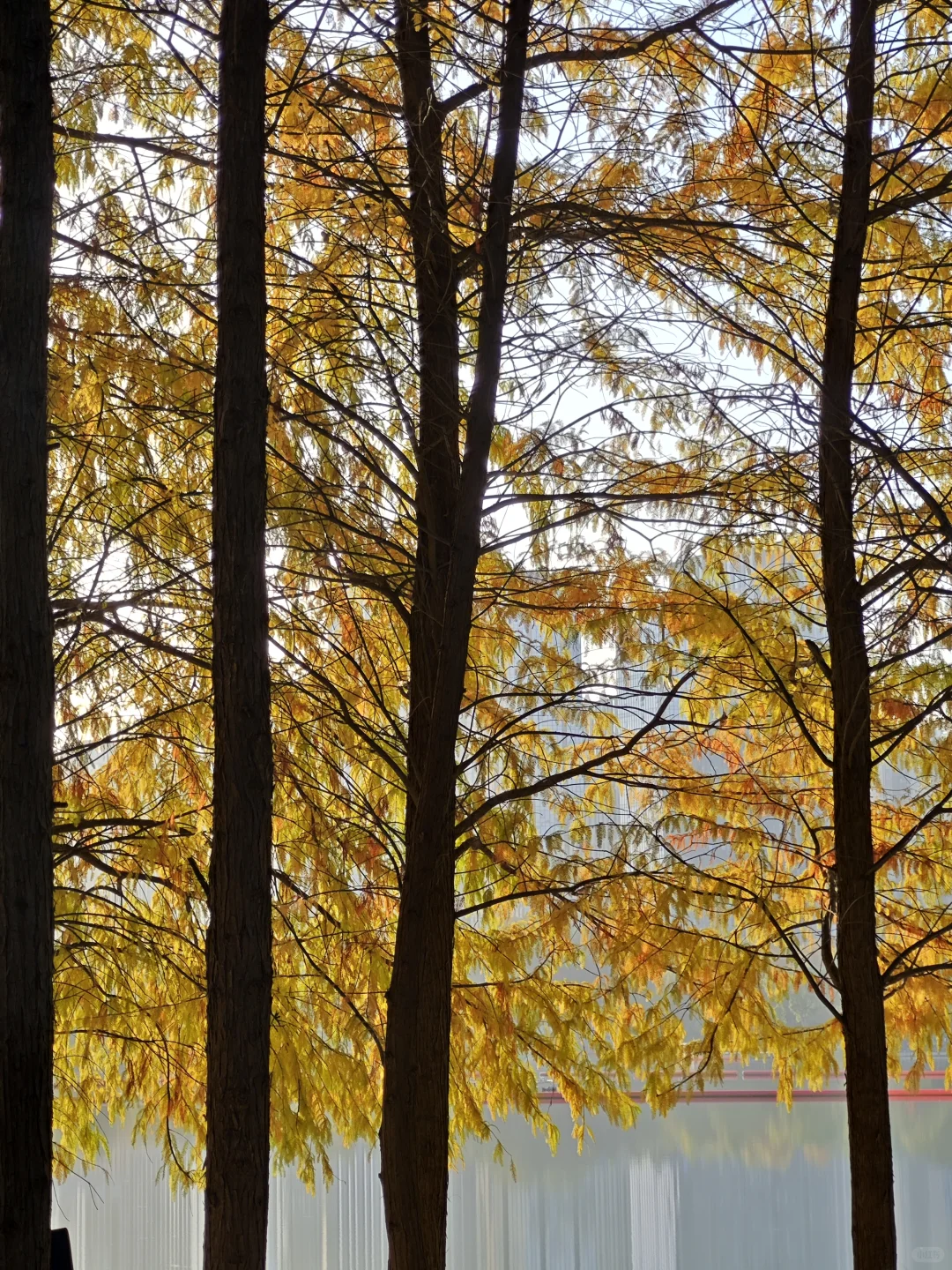 在赣州，拼凑秋天的颜色🍂🍁