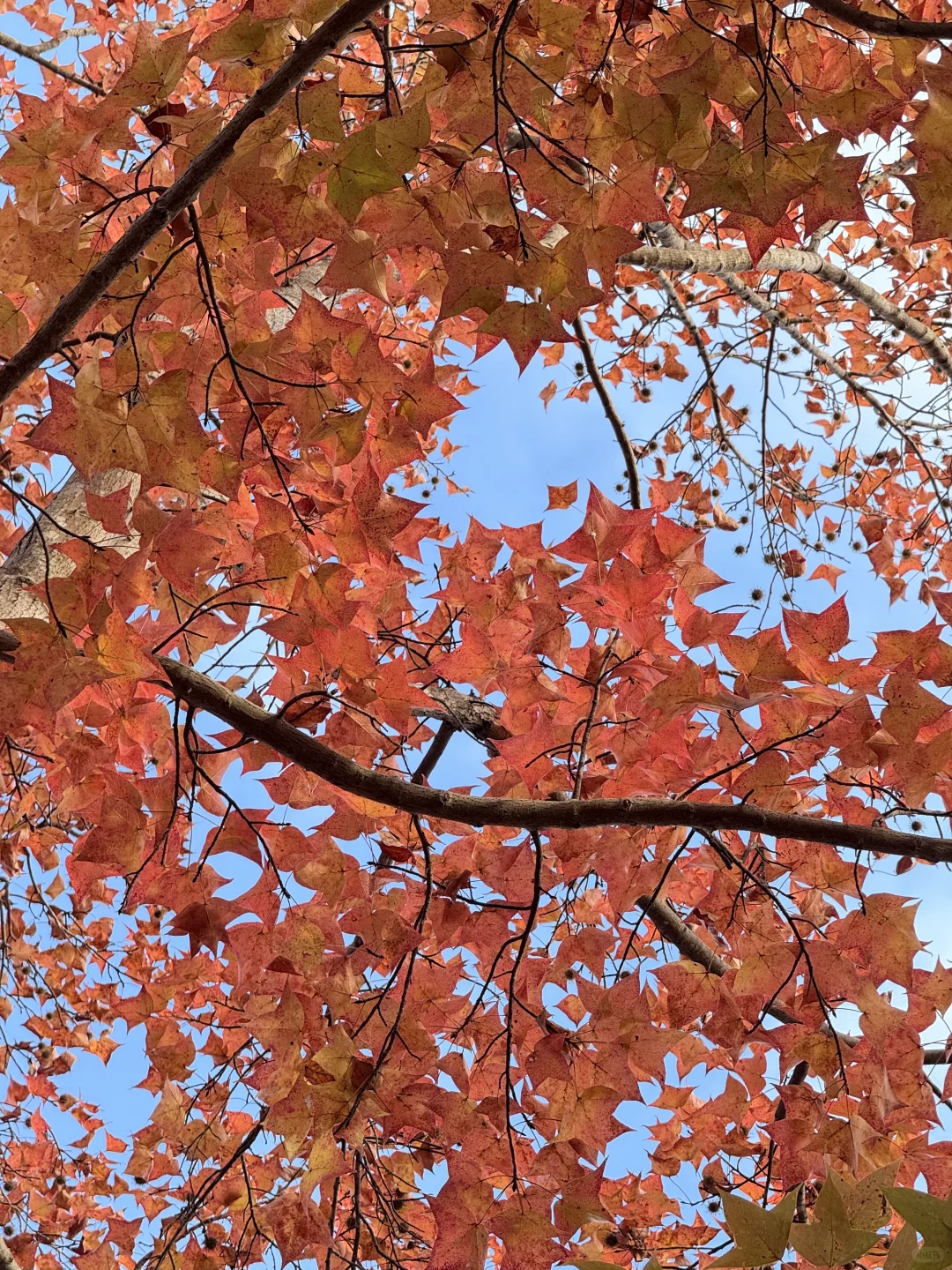 赣州文旅你不宣传糊涂呀！！赣州秋天美疯了🍂