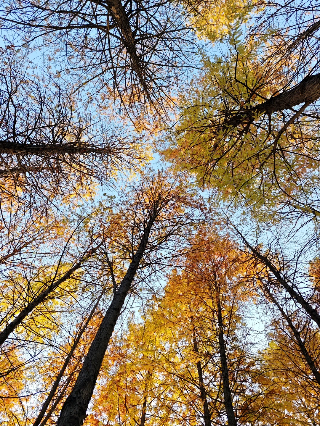 在赣州，拼凑秋天的颜色🍂🍁