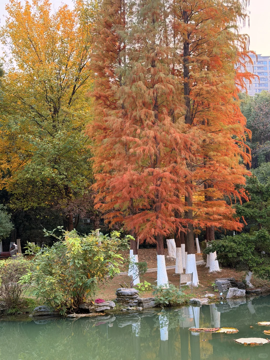 12.8南昌人民公园红枫🍁美疯了！！！！！