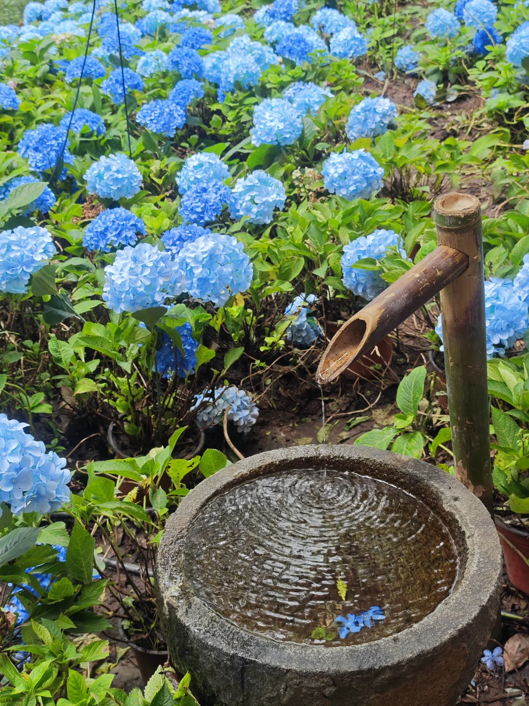 带着姥姥去看世界 —— 赣州篇