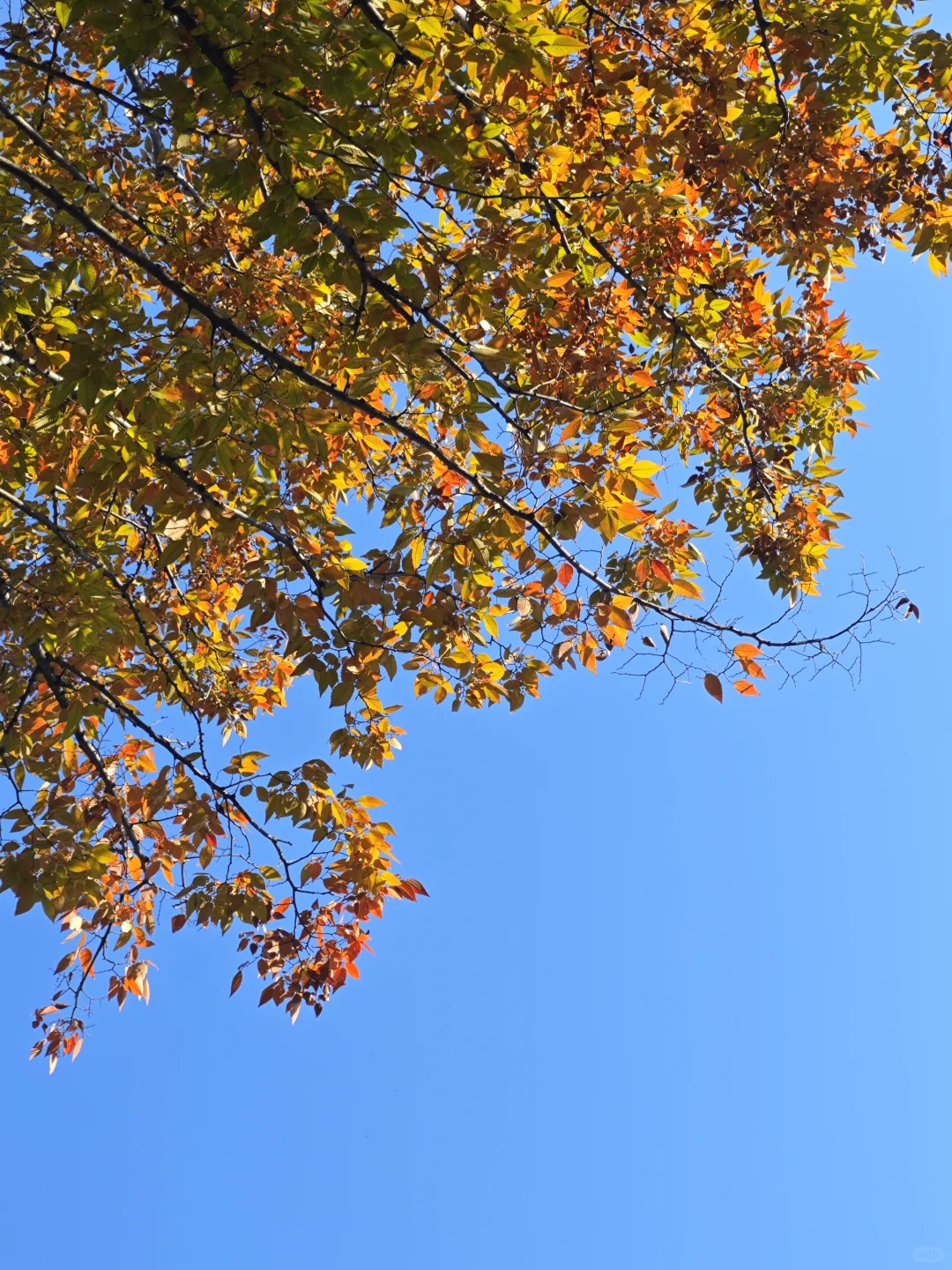 在赣州，拼凑秋天的颜色🍂🍁