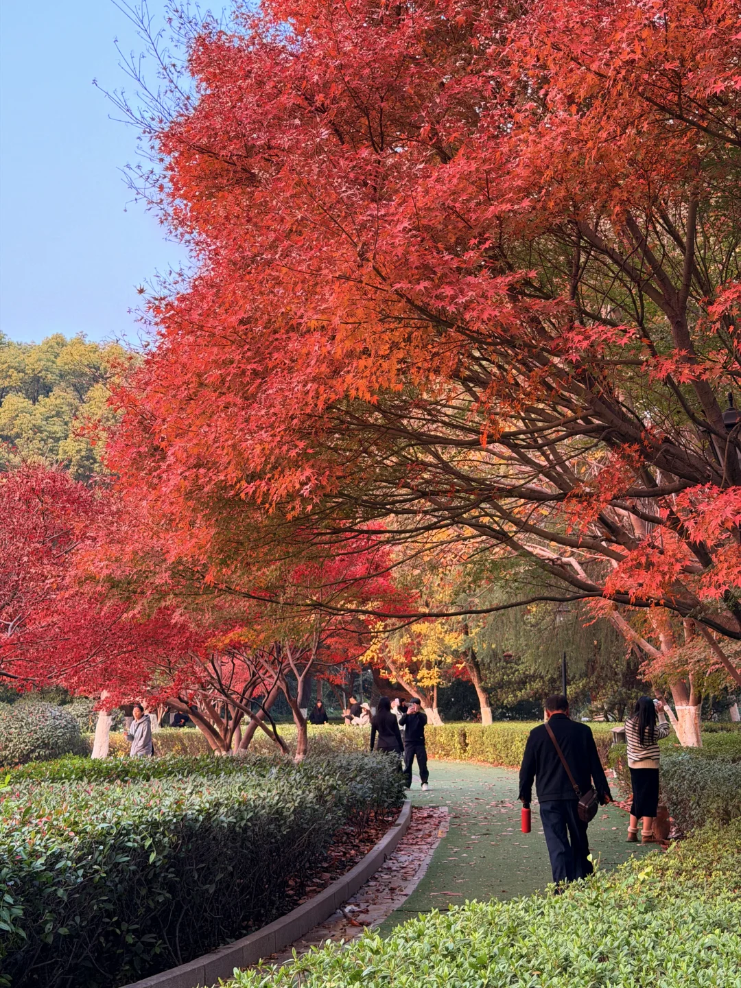 12.8南昌人民公园红枫🍁美疯了！！！！！