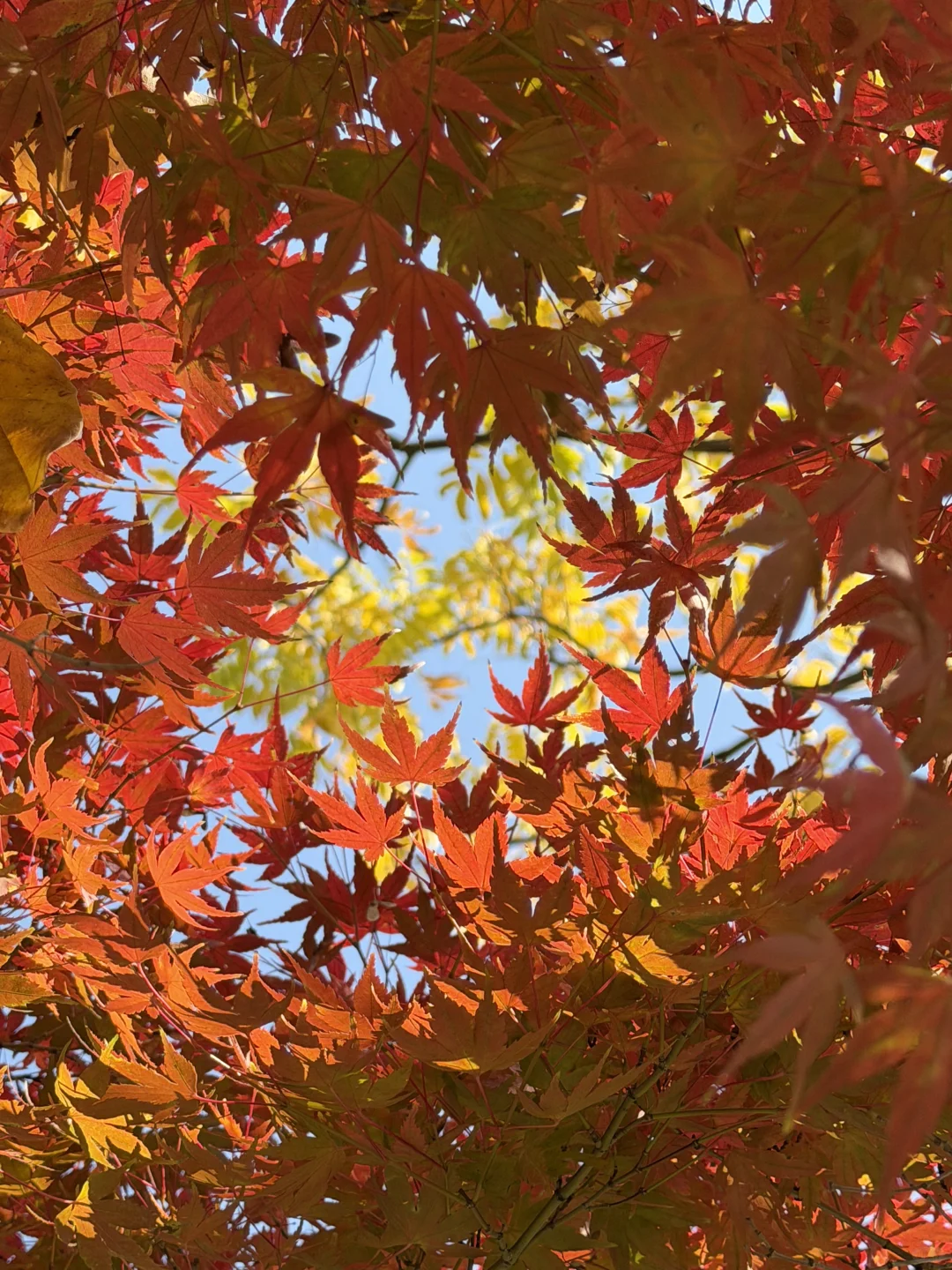 赣州——中央公园的秋是五彩斑斓🍁