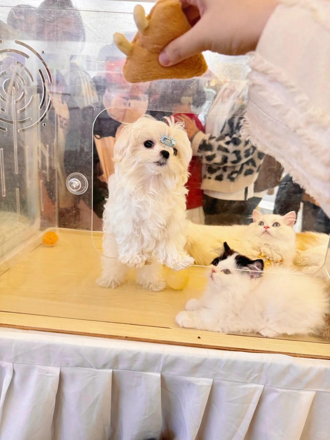 有人偶遇到我们吗