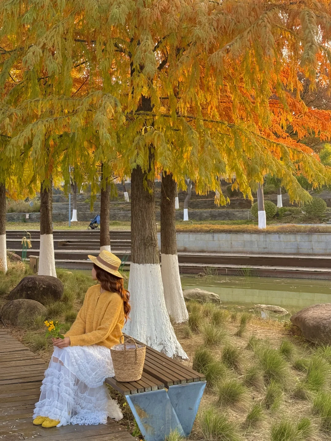 赣州这片水杉林🍂Live 直出的美！！！