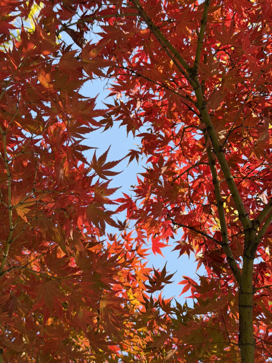 赣州——中央公园的秋是五彩斑斓🍁