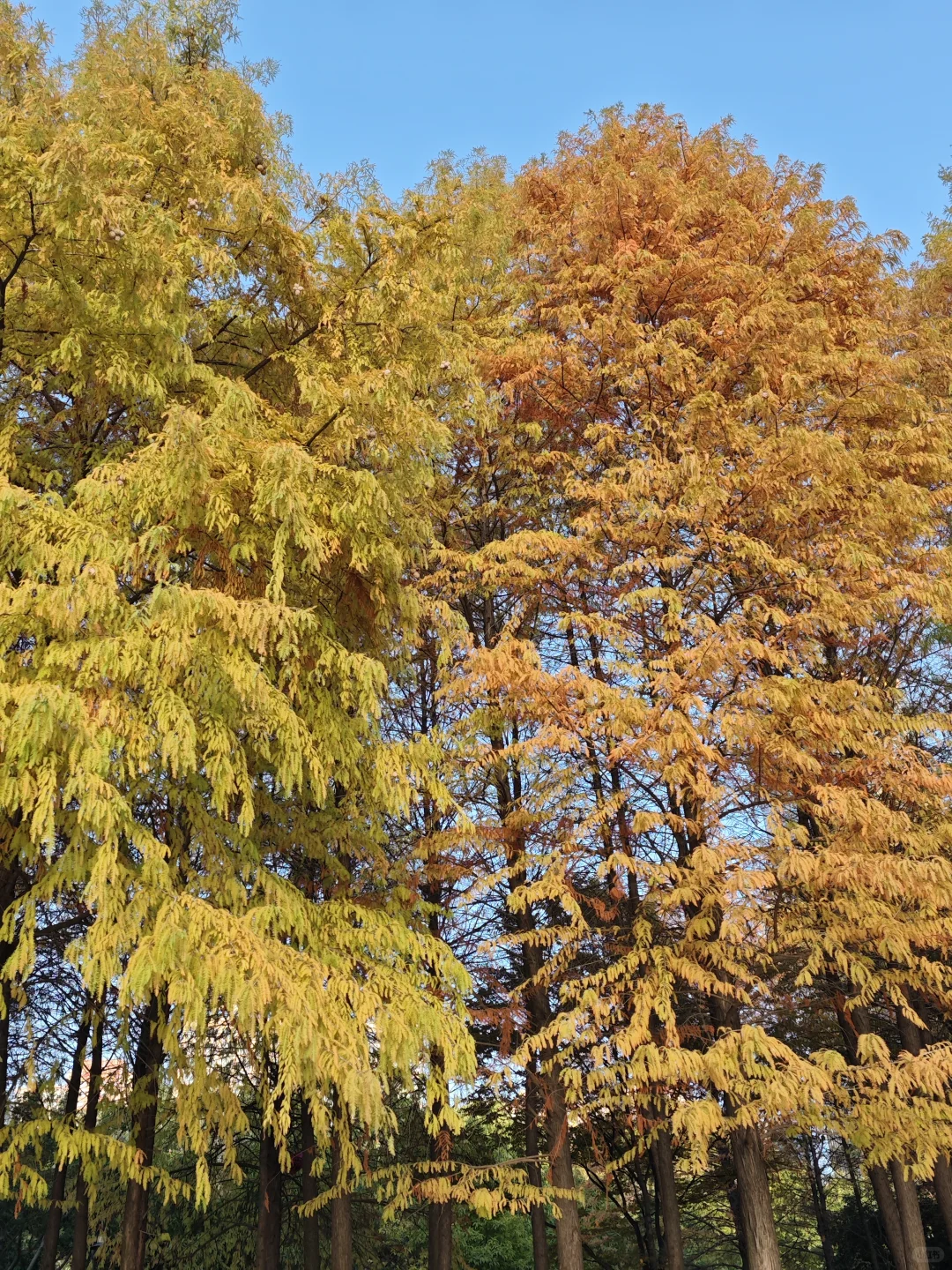 在赣州，拼凑秋天的颜色🍂🍁