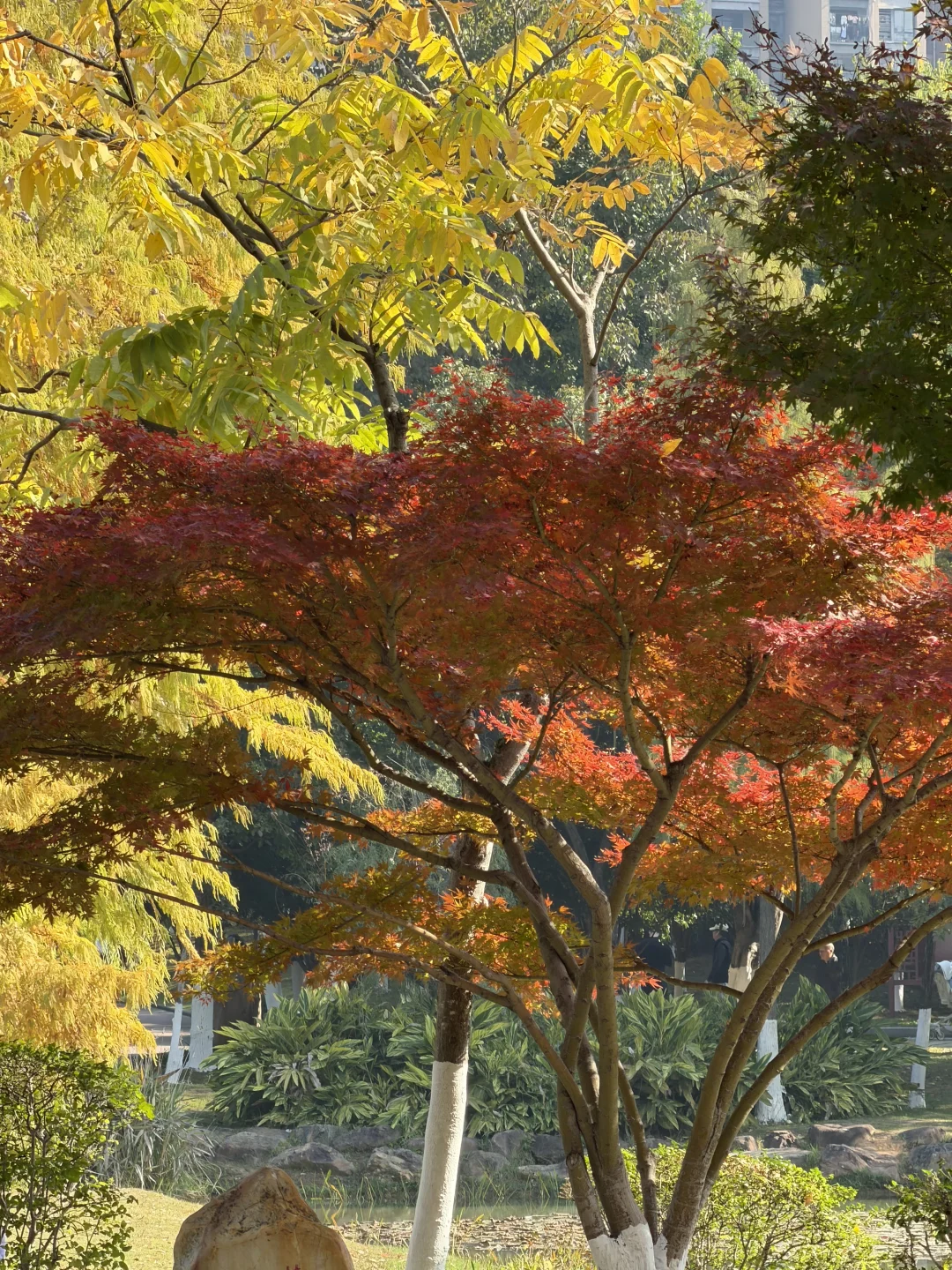 赣州——中央公园的秋是五彩斑斓🍁