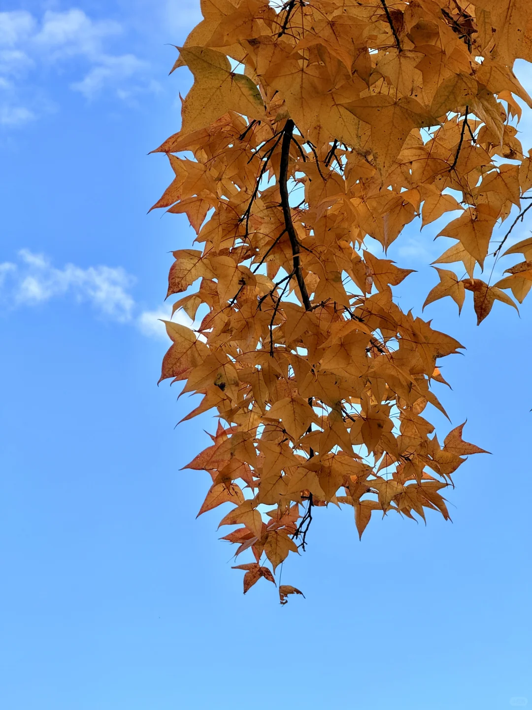 🍂我该怎么告诉你 这个地方在哪里