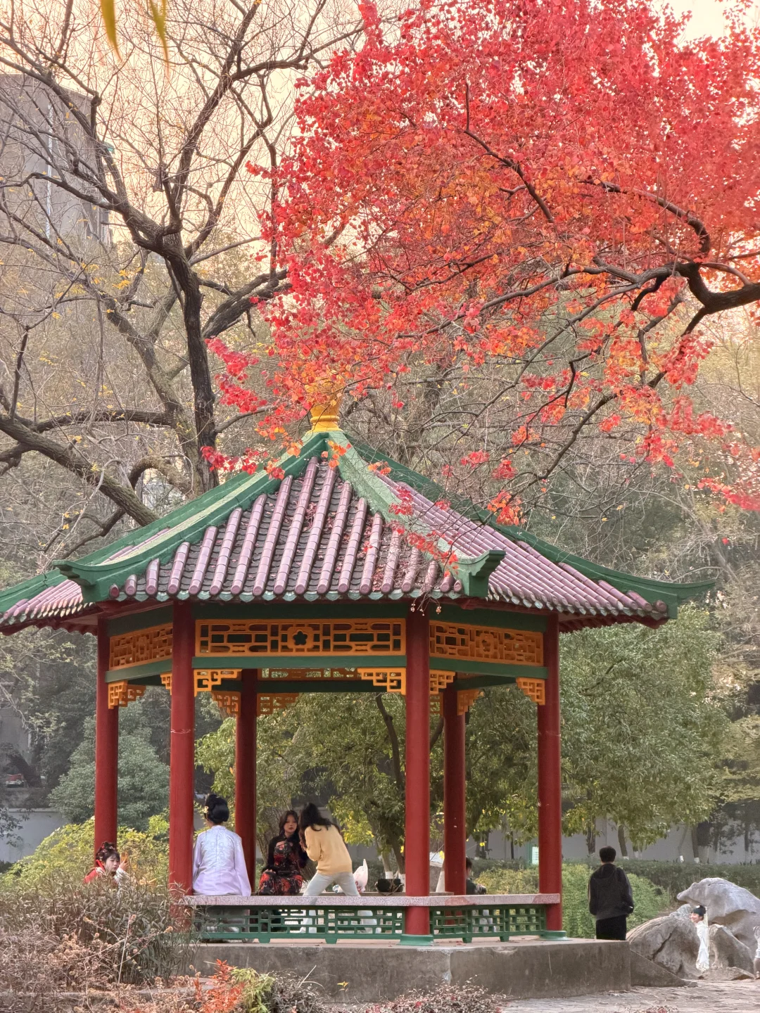 12.8南昌人民公园红枫🍁美疯了！！！！！