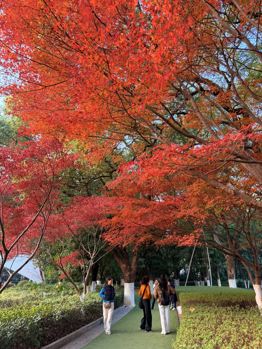 12.8南昌人民公园红枫🍁美疯了！！！！！