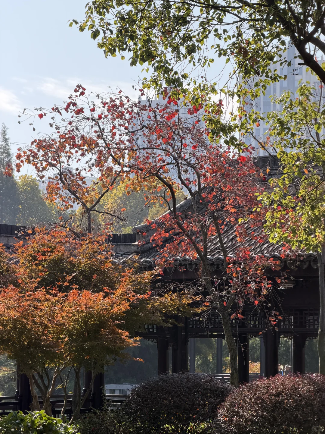 赣州——中央公园的秋是五彩斑斓🍁