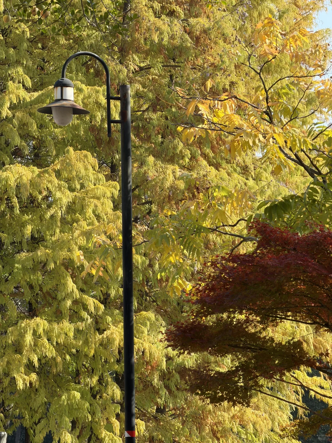 赣州——中央公园的秋是五彩斑斓🍁