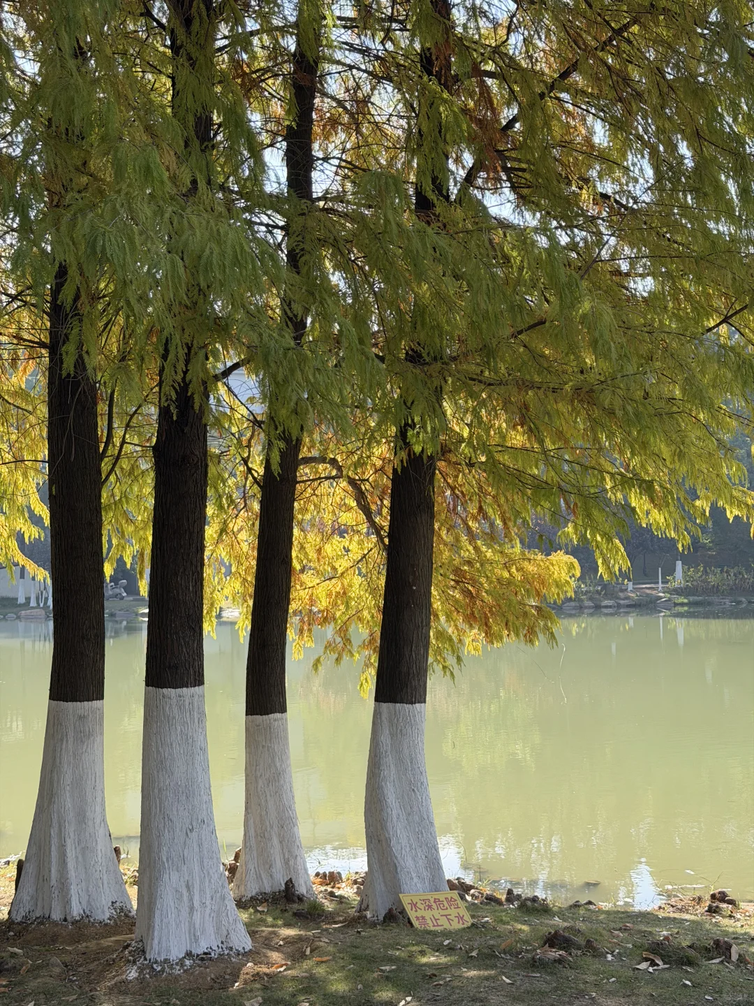 赣州——中央公园的秋是五彩斑斓🍁