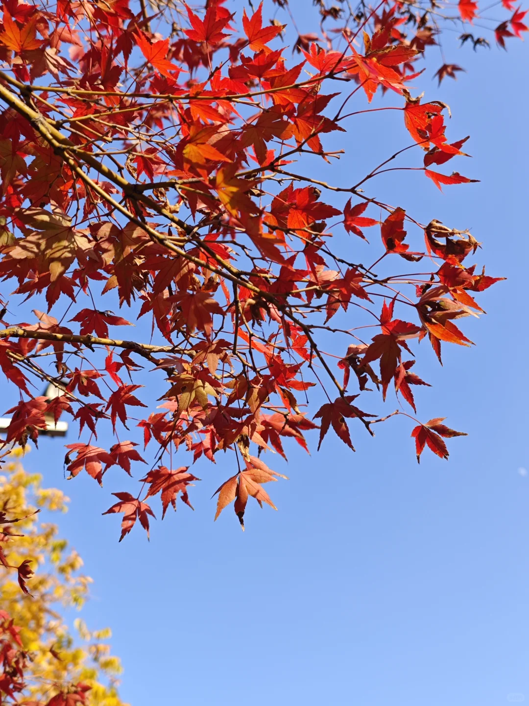 在赣州，拼凑秋天的颜色🍂🍁