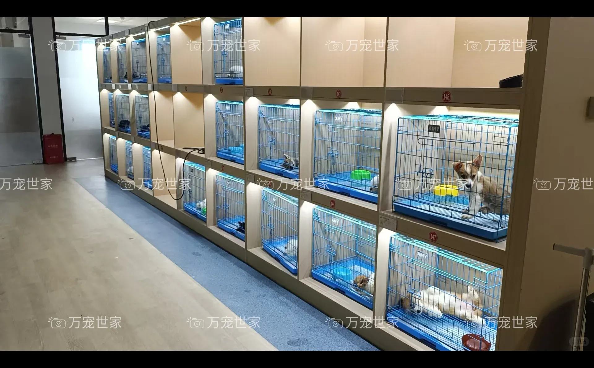 南昌靠谱宠物｜南昌宠物基地｜南昌买猫买狗